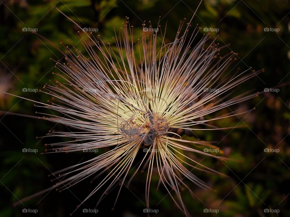 Exotic flower/Flor exótica.