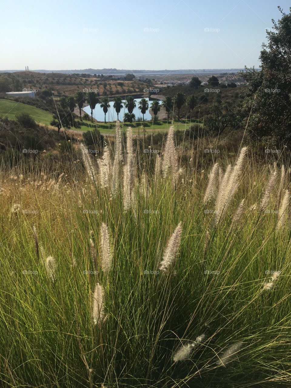 Vertical composition of south landscape with grass