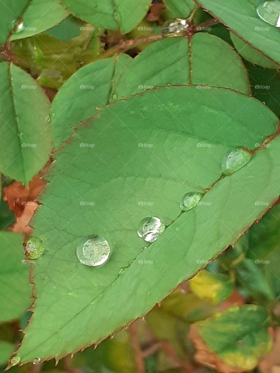 gotitas en hojas verdes