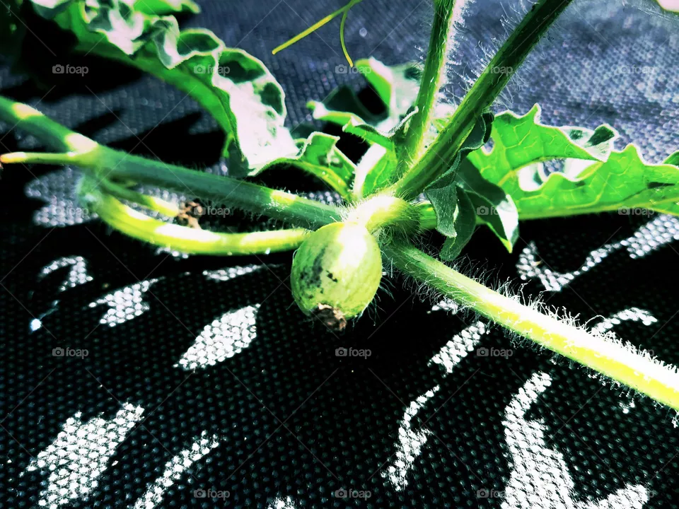 baby watermelon