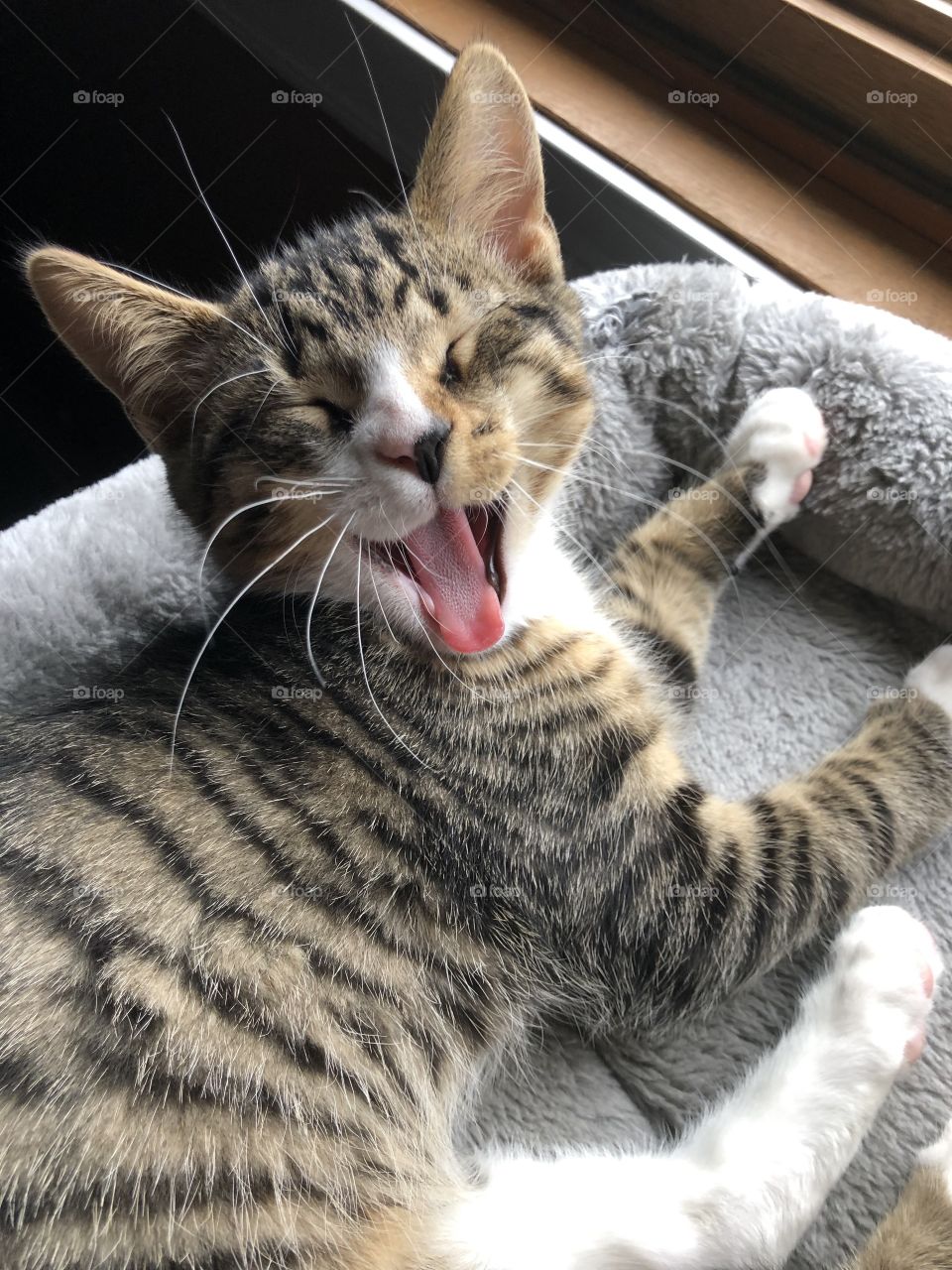 Sleepy striped kitten yawning in his bed