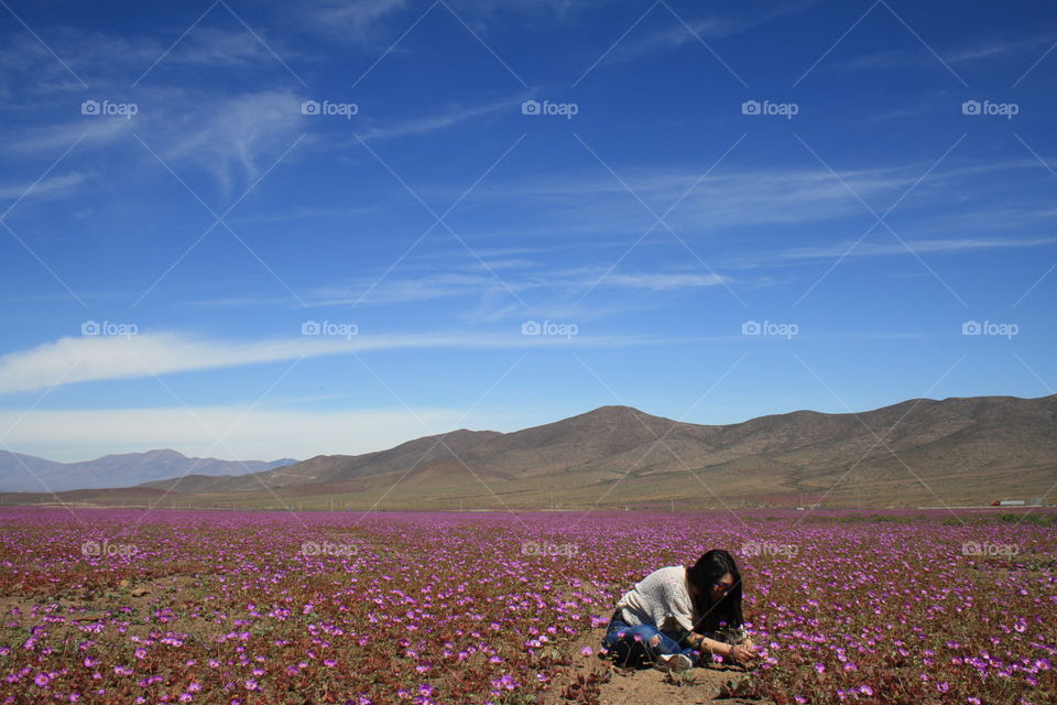 Desierto Florido, Atacama Desert, Chile.
