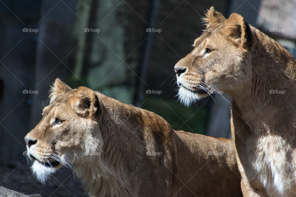 portrait of two mother lions looking for food for their pride