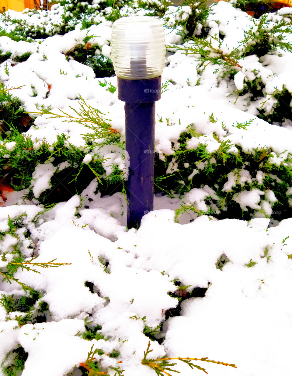 Lamp and bush in the snow