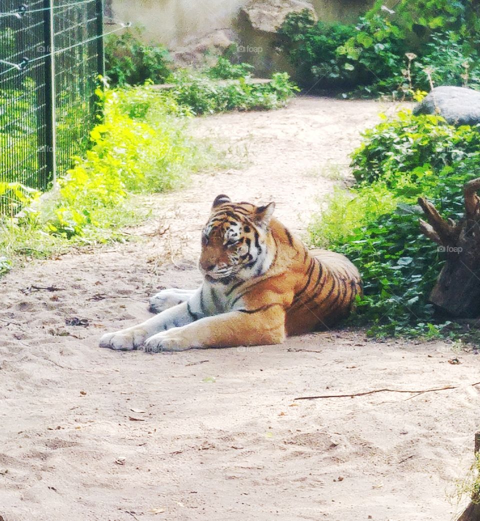 Tiger at a Zoo Park