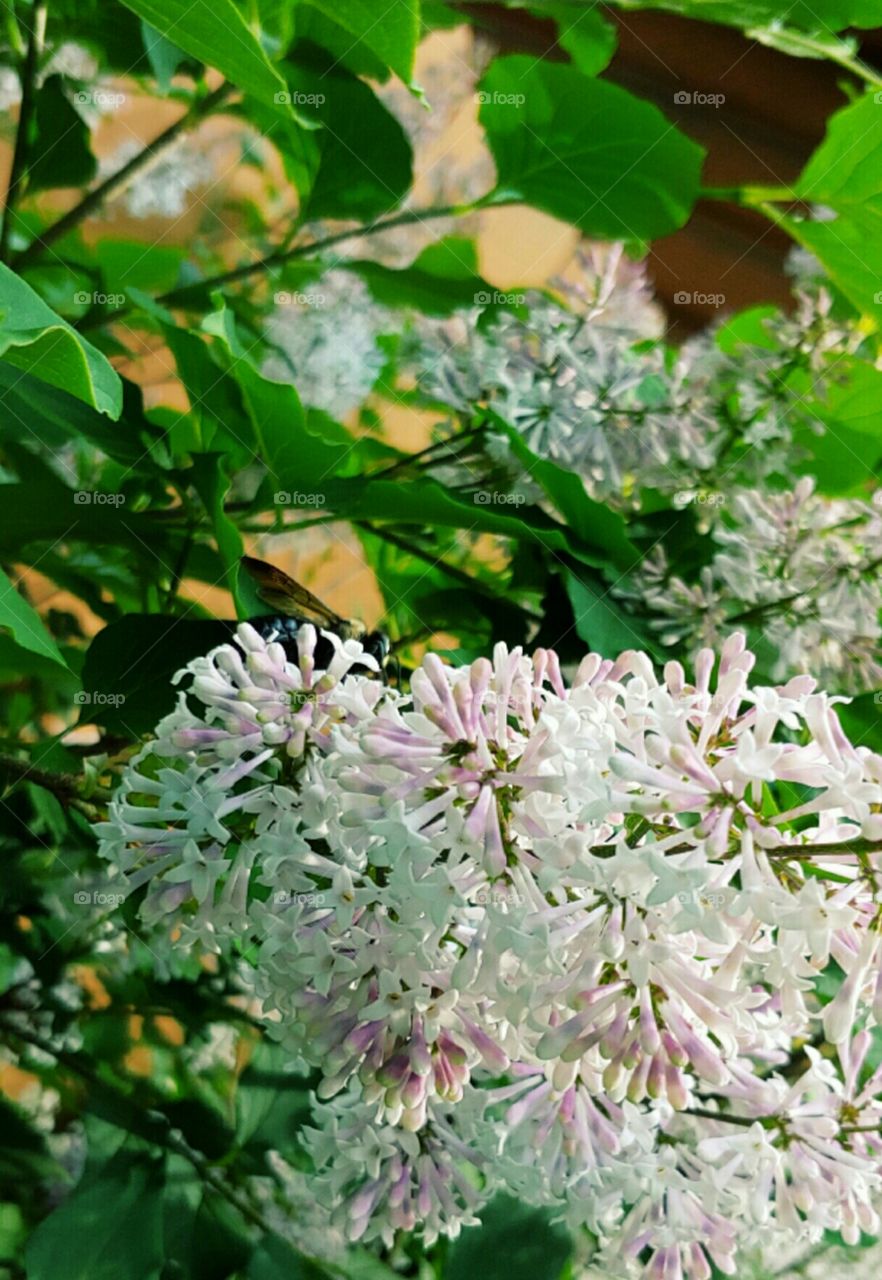 Bee on a Lovely Lilac!