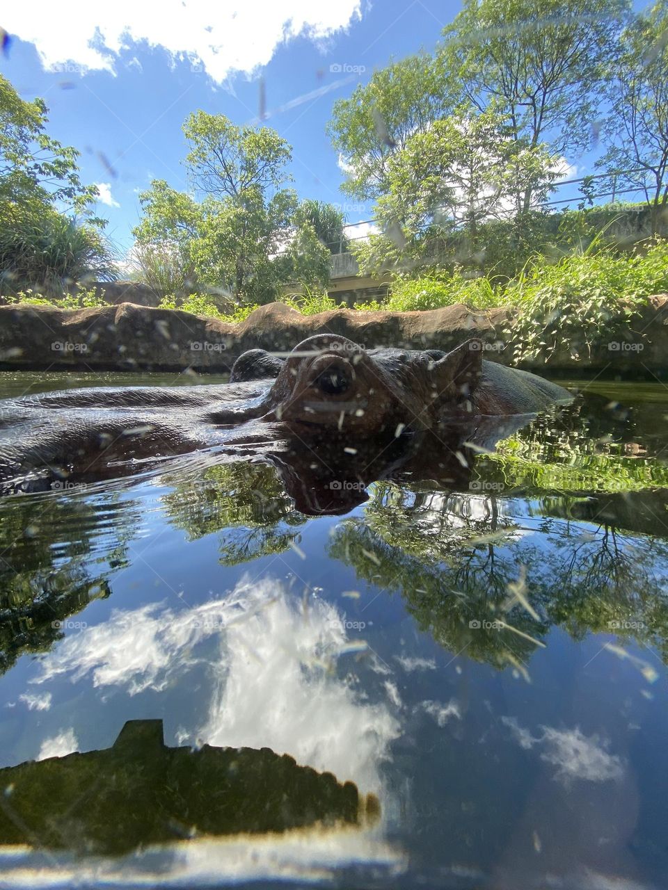 Hippo swimming freely in the water
