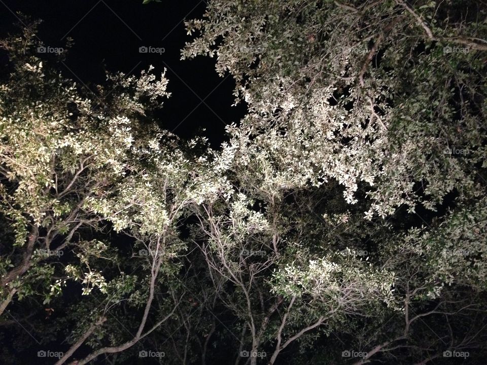 Water reflecting on trees