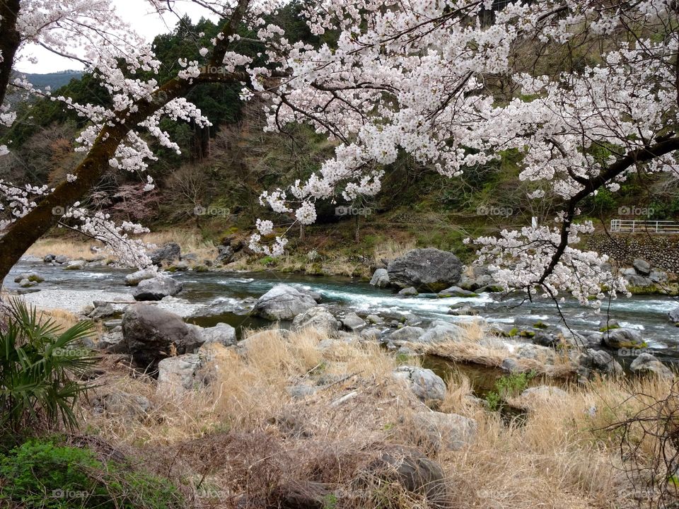 Springtime Sakura in Japan.  Mt. Mitake, Ome, Japan