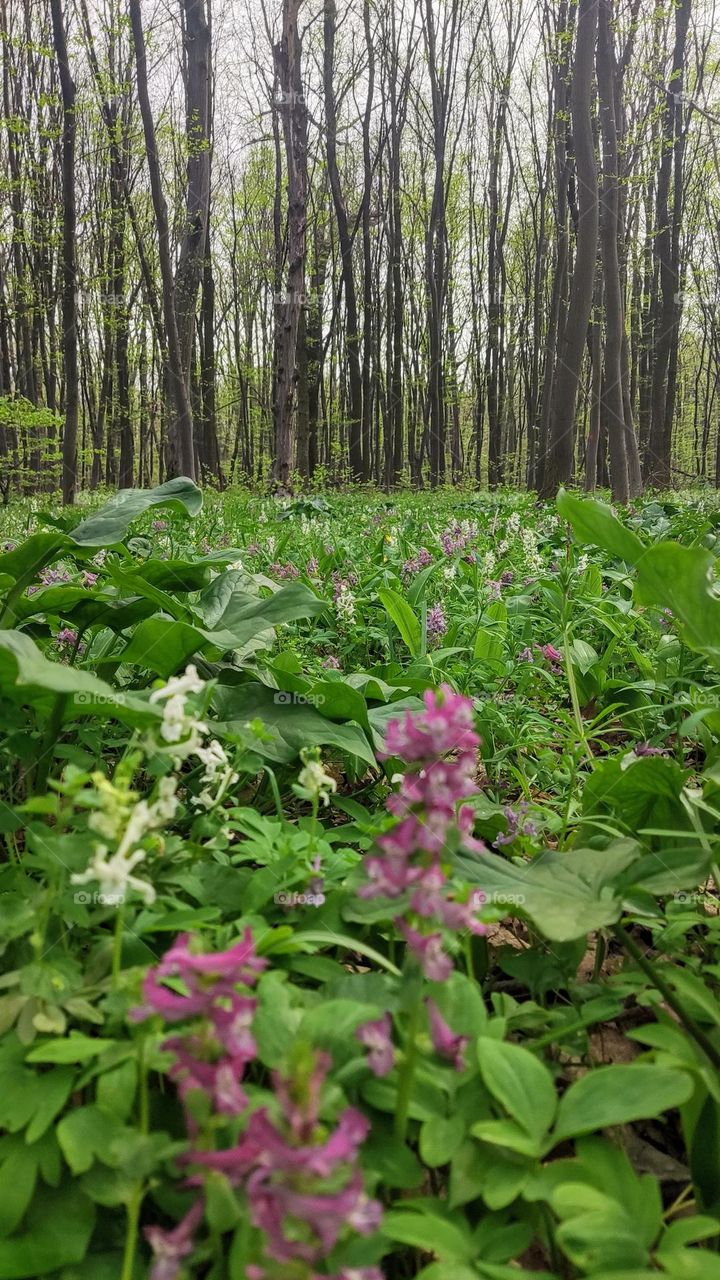 spring in the forest