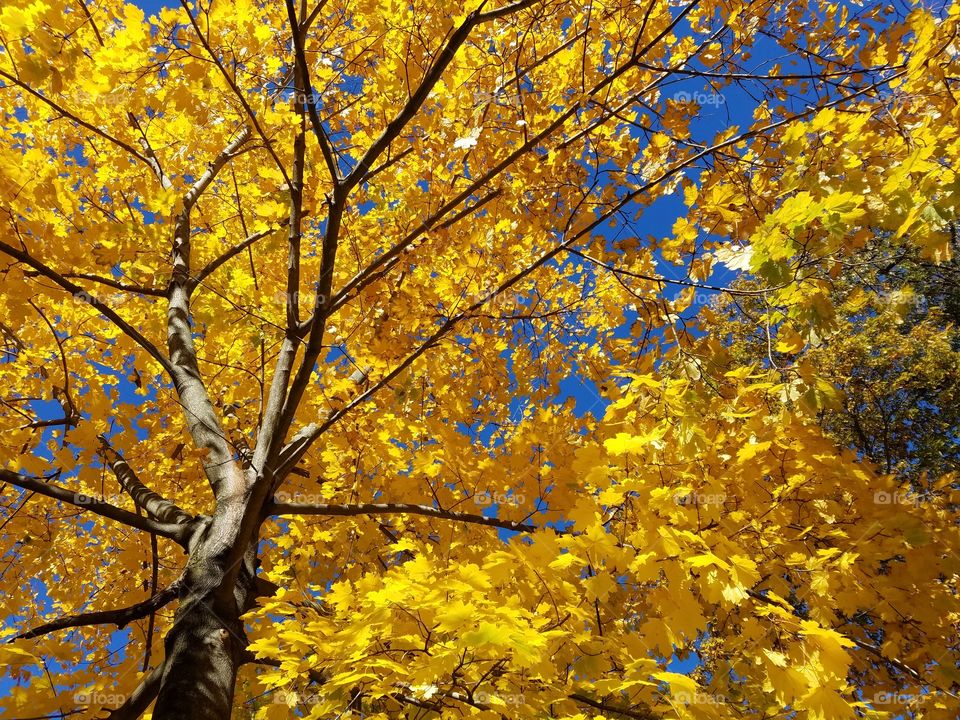 Yellow tree