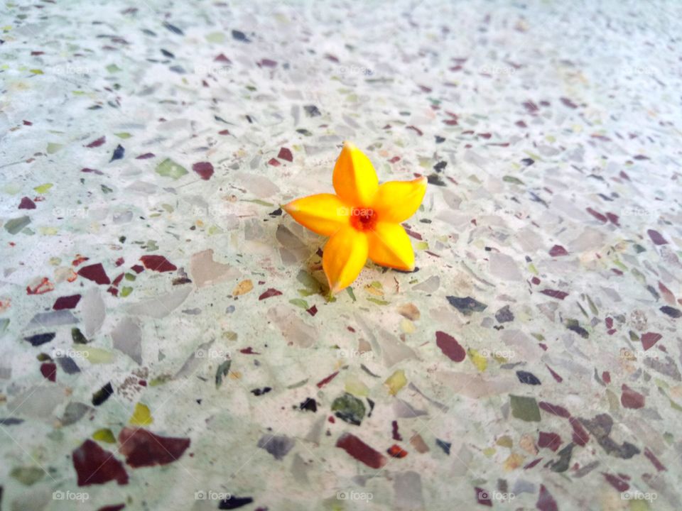 little flower