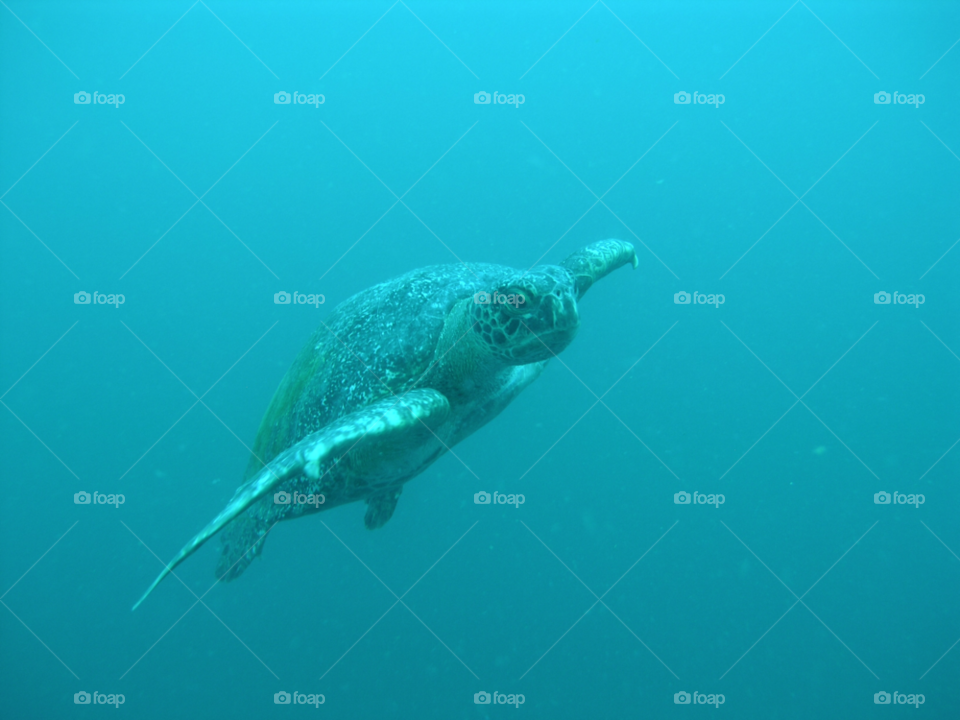 ocean swimming swim turtle by izabela.cib