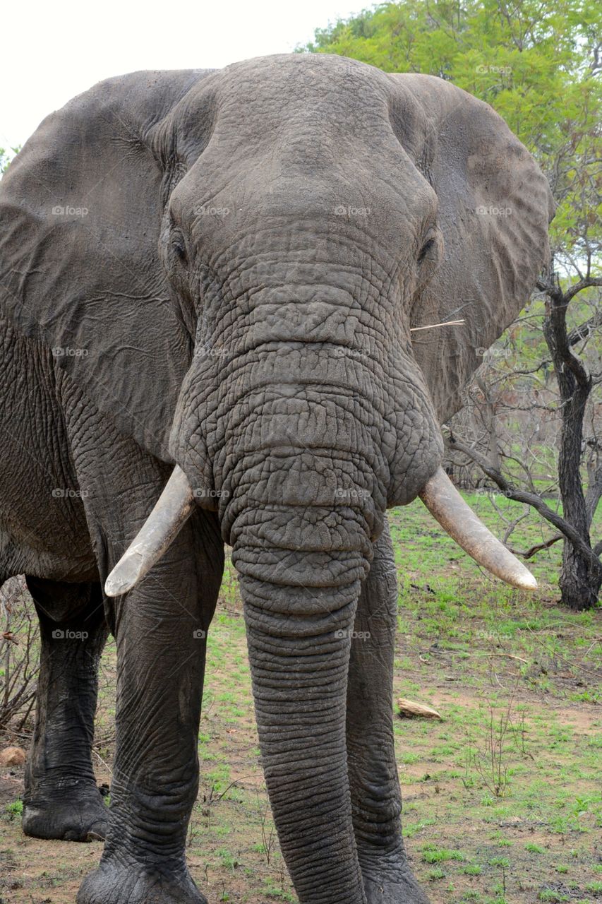 Elephant closeup