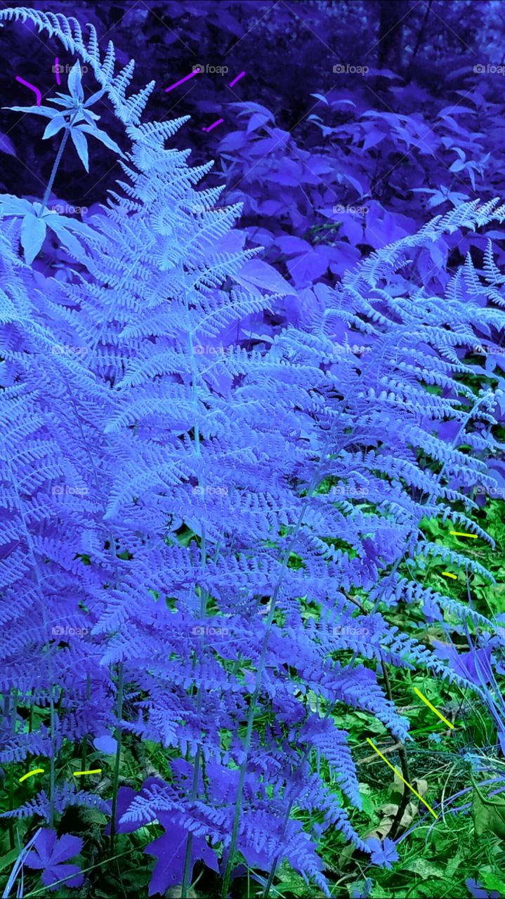 periwinkle ferns