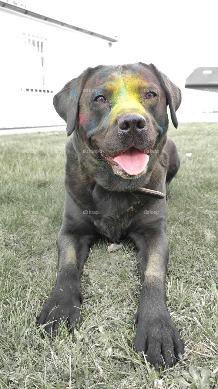 Holi Shooting with dog