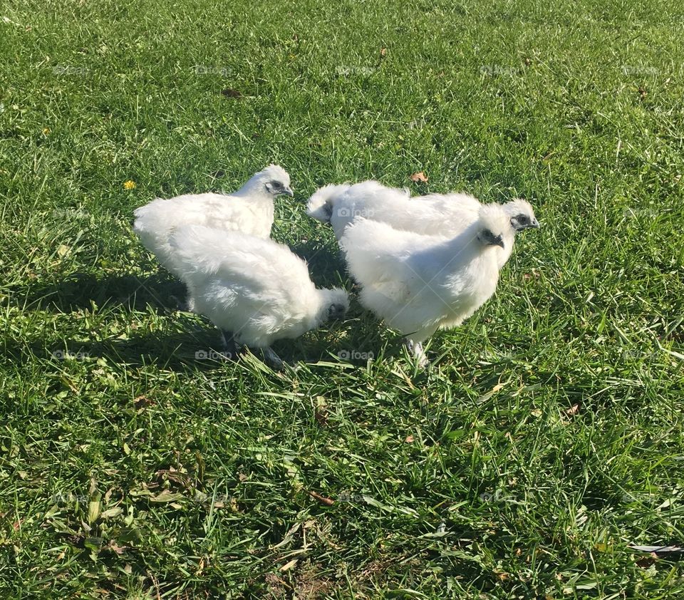 Silkie babes 