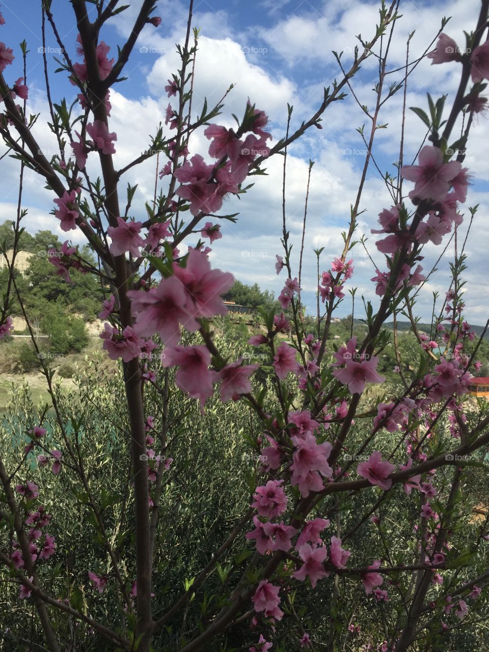 Flower, Tree, Branch, Cherry, Flora