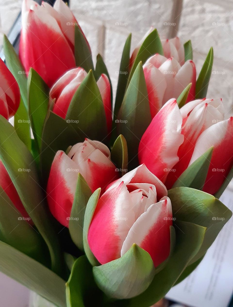 tulips are one of the first spring flowers