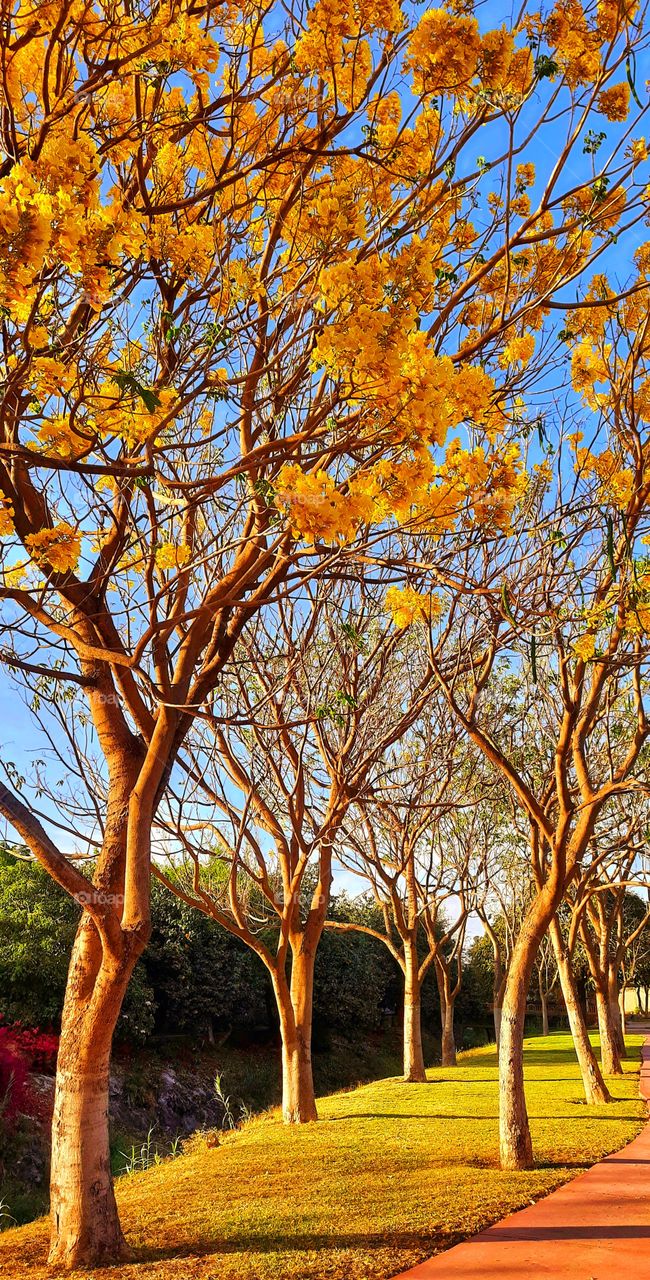 Yellow trees in the park,Yellow,trees,park,nature,landscape,colorful,floral,sky,grass