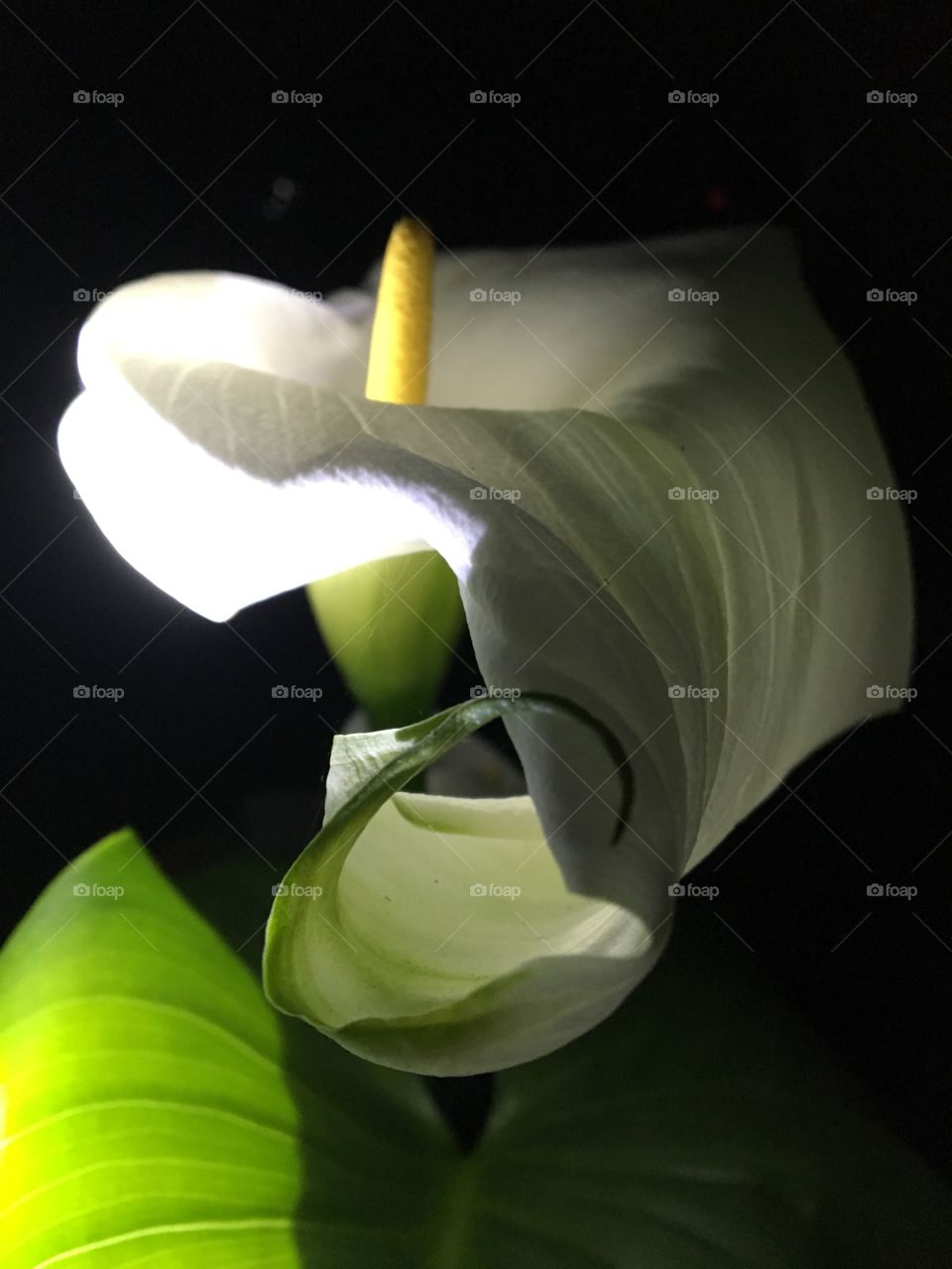 Lilly   White in the light
