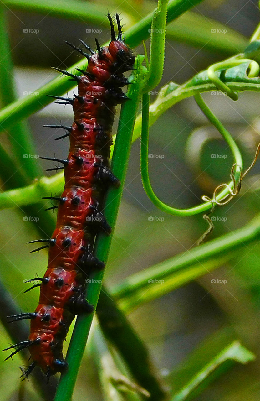 A colorful Gulf Fritillary caterpillar eating on Passion plant! One stage of their life cycle!