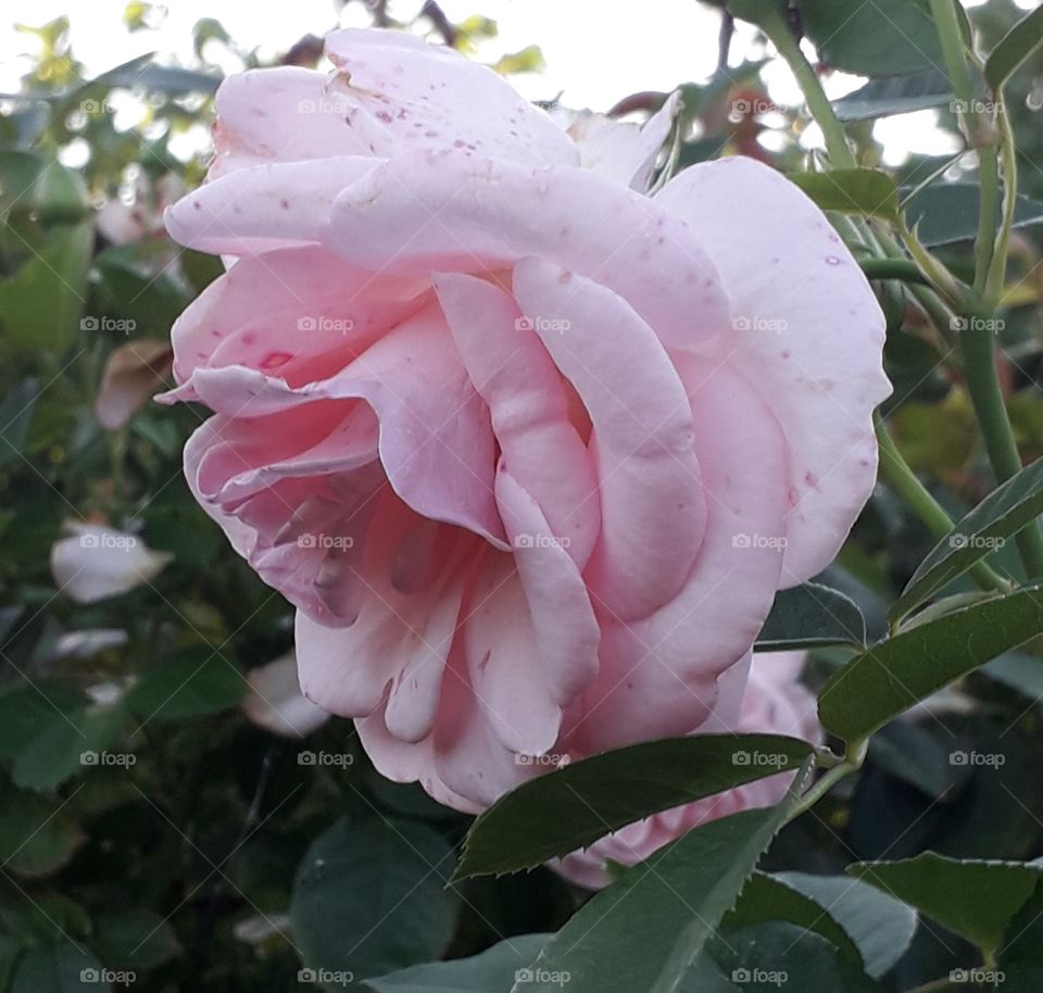 classic pink rose