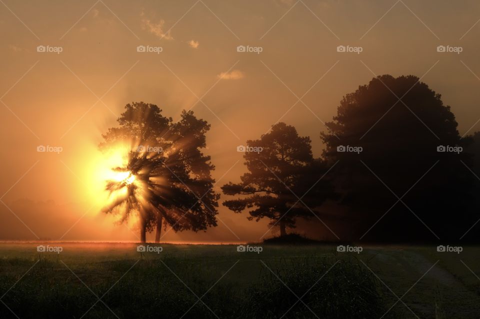 Early morning sunlight blasts through the foliage of a tree on a farm on a foggy morning. Raleigh, North Carolina. 