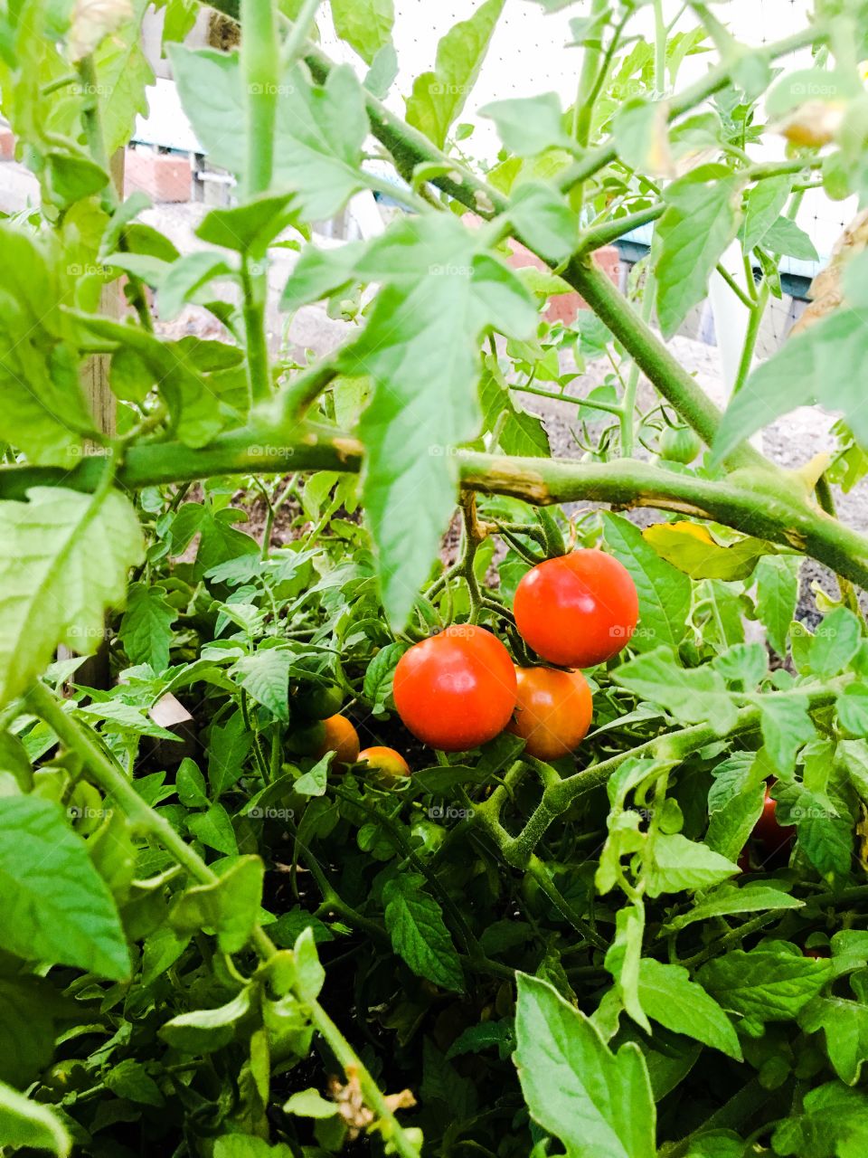 Tomatoes on the vine