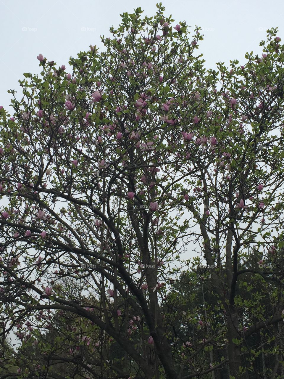 Tree in spring 