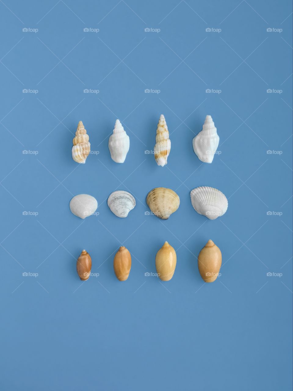 Seashells against blue background, side by side 