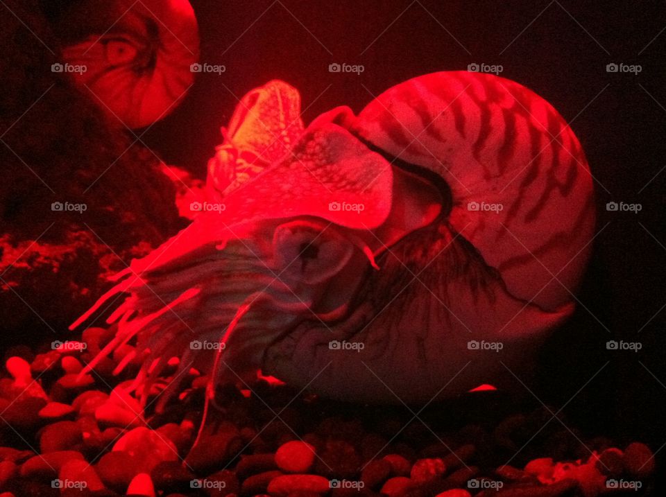 The prehistoric Chambered Nautilus enjoying the red glow of his tank in the Tennessee Ripley Aquarium