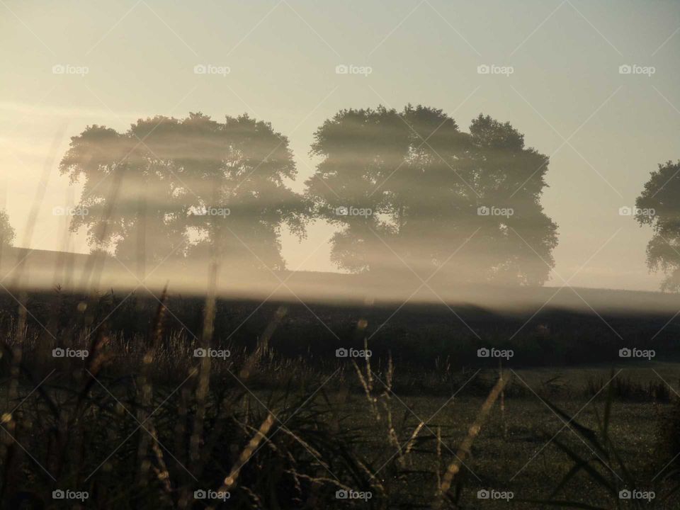 Nebel am frühen Morgen