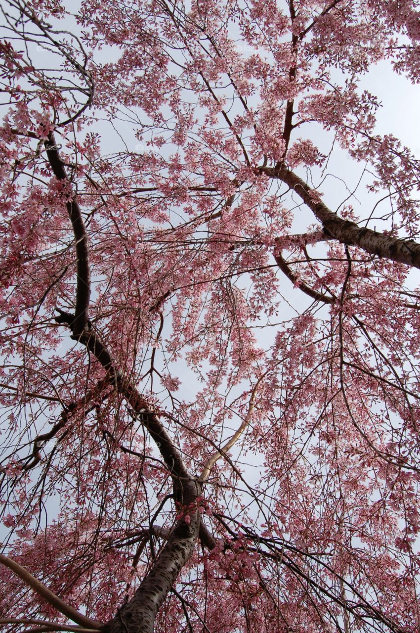 Cherry Blossom tree . Up view of Cherry blossom tree 