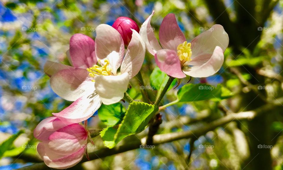Apple blossoms on a sunny spring day