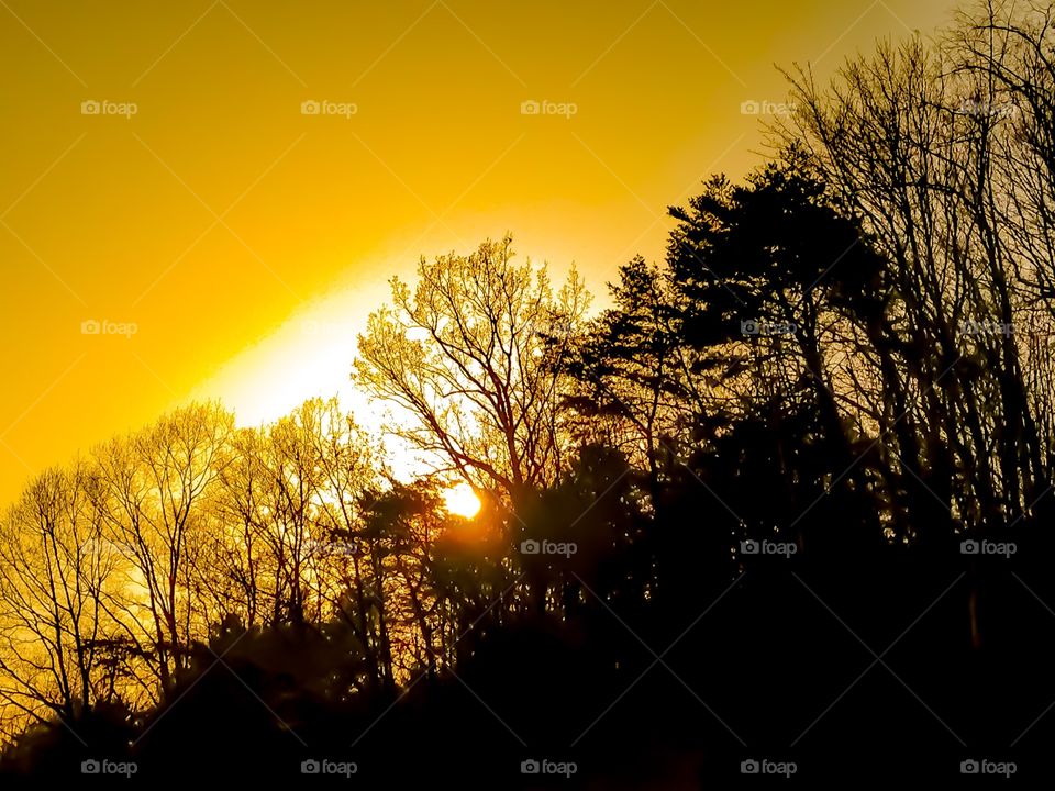 The beautiful golden sun shining through silhouetted trees along a mountainside as it sets upon another day. 
