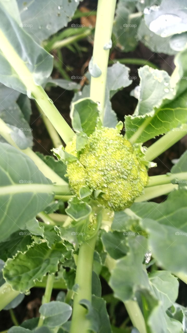 broccoli