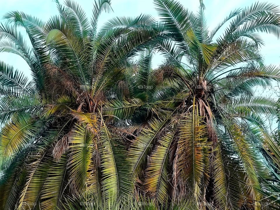Palm forest
