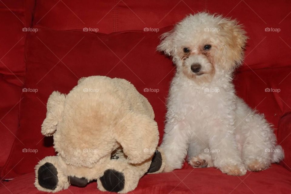 My toy poodle Irispuffybush as a puppy