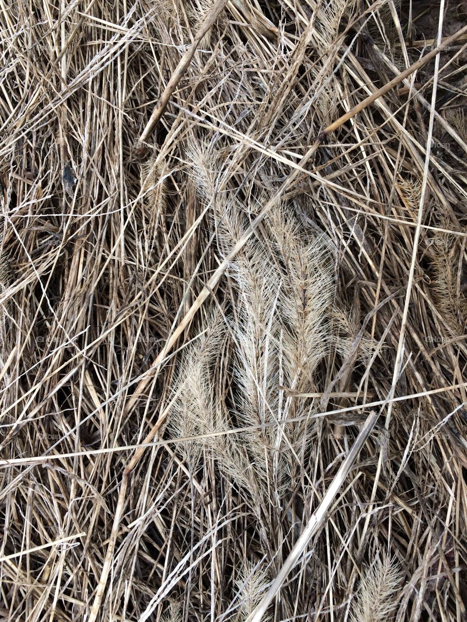 Stalks of grass seed lying on cut dry brown grass