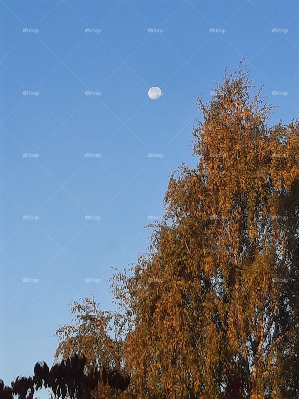 sunny autumn  morning with remaining moon