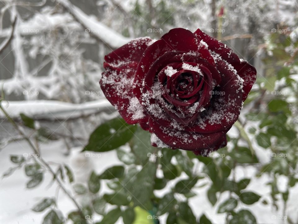 Rose and snow 