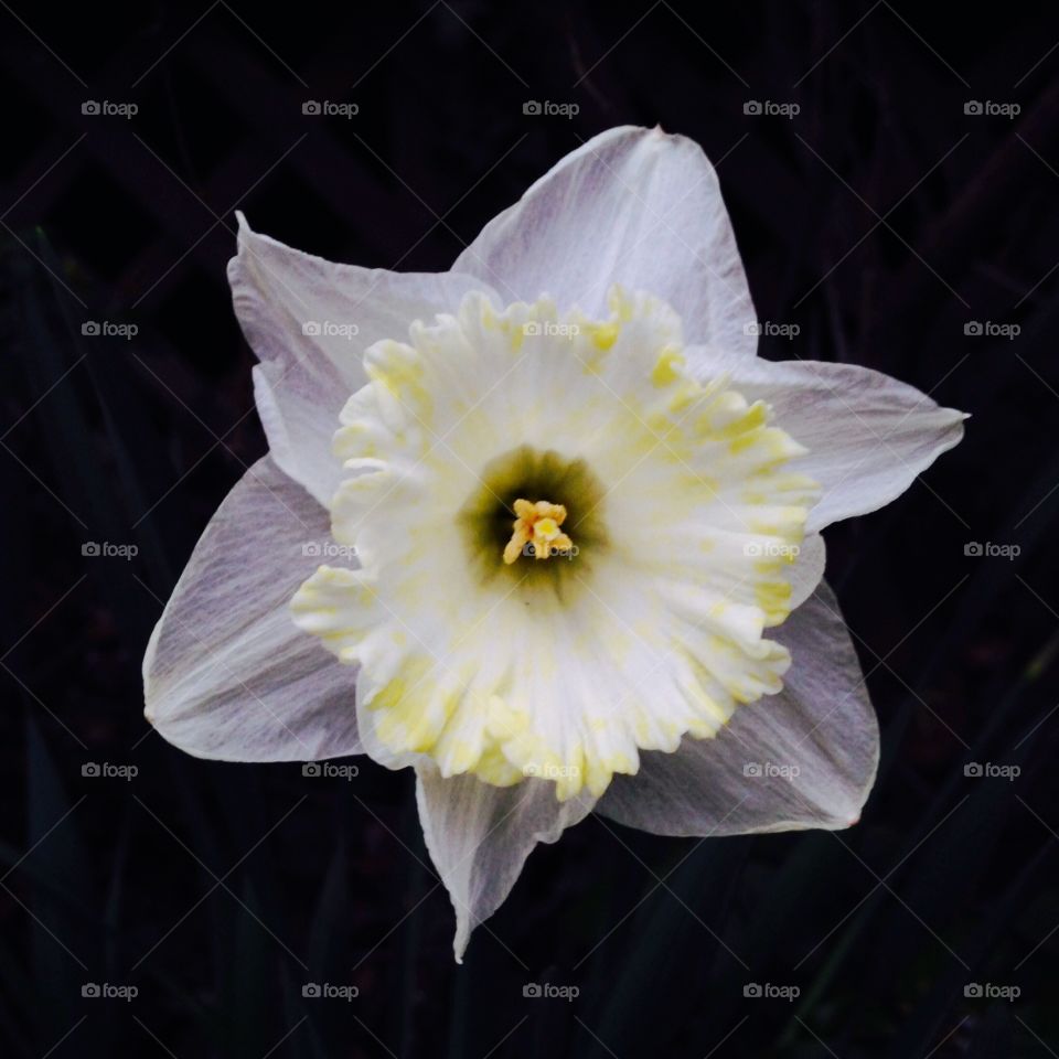 Daffodil