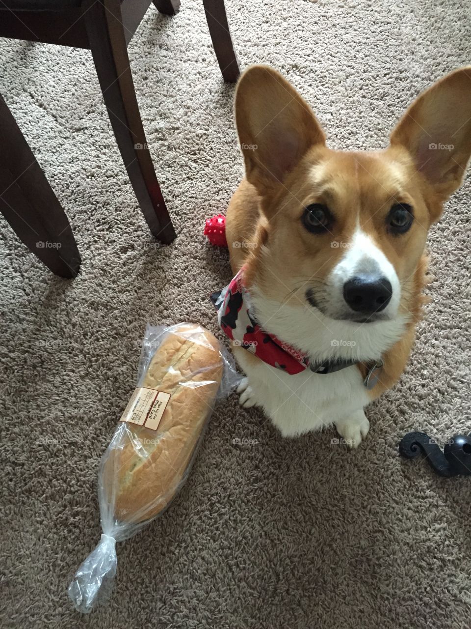 Corgi and Bread 

