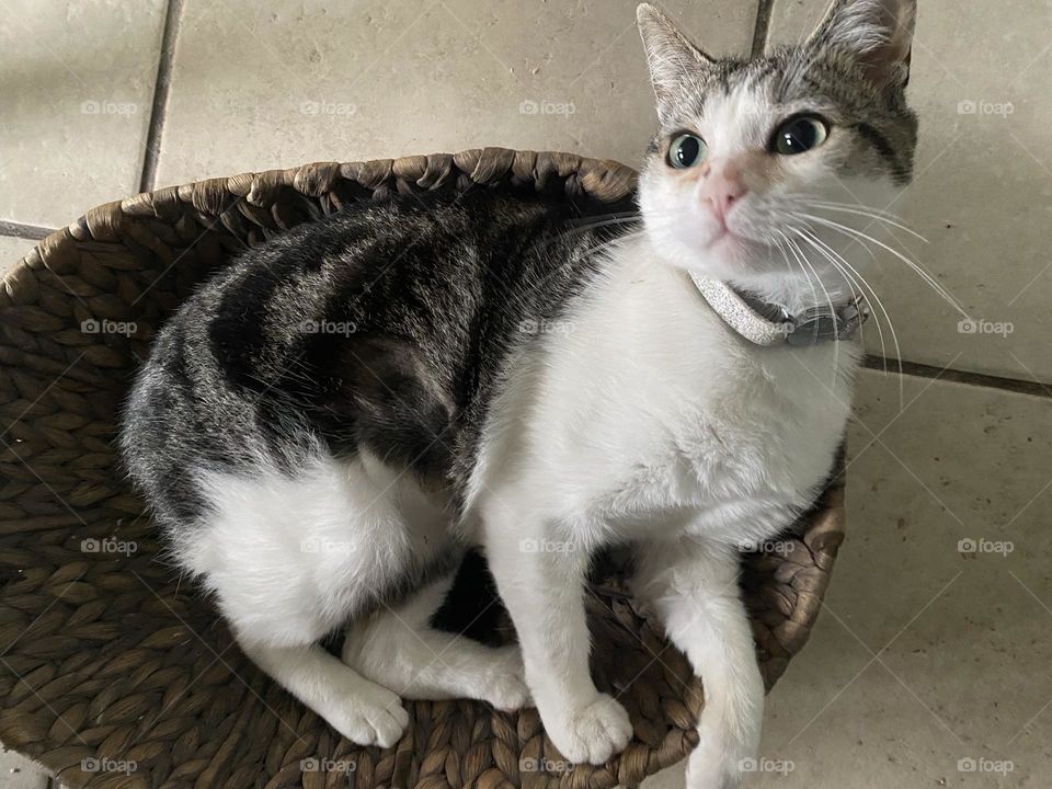 curious kitten, she only sees me come and go, she hunts me