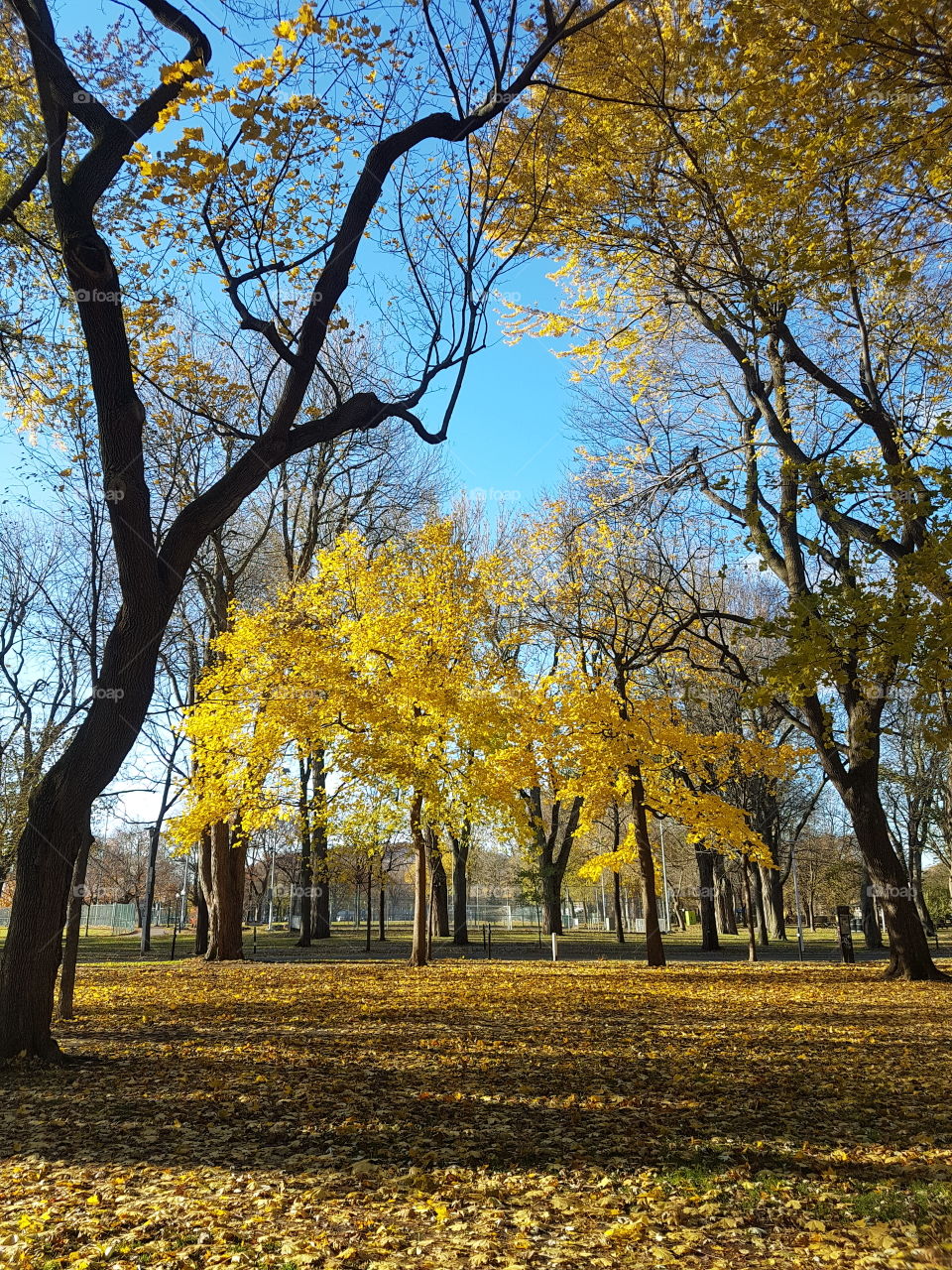 Tree in Parc Lafontaine with its colored leaves in Montreal, Québec, Canada.