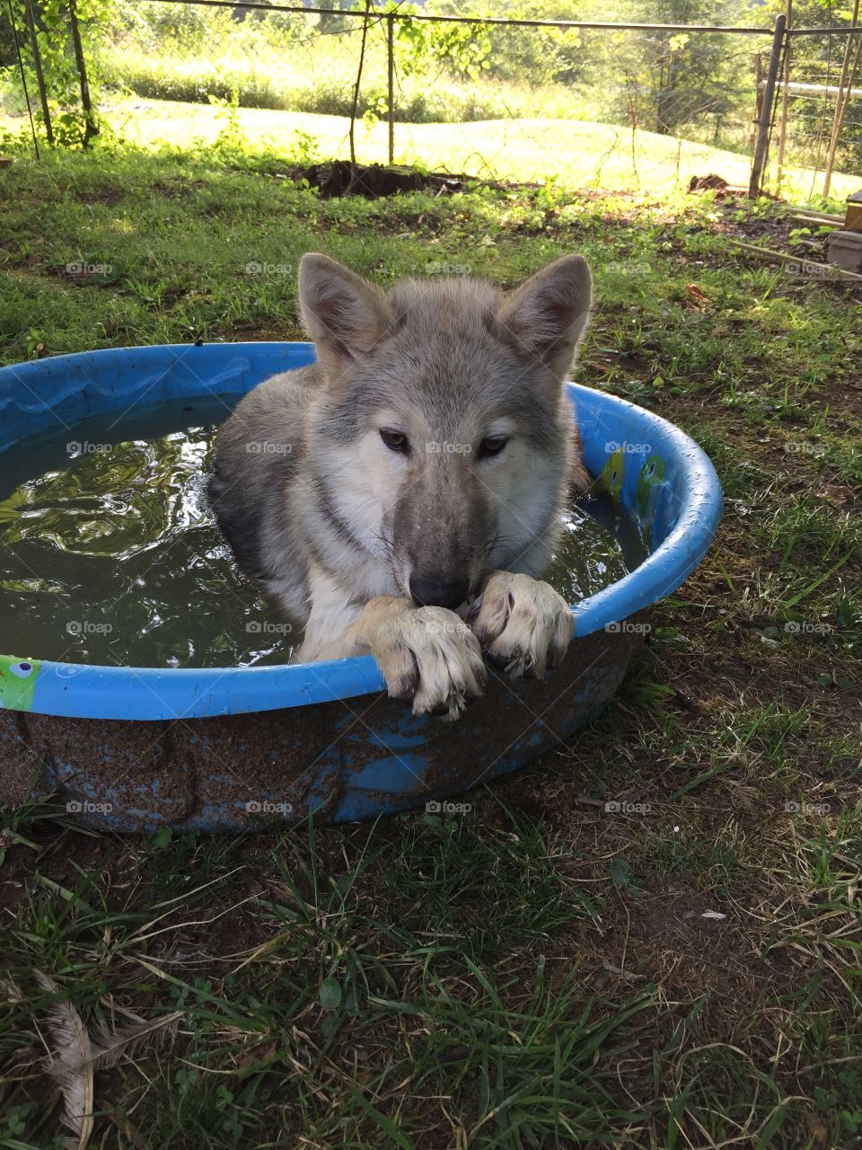 Wolf in the Water