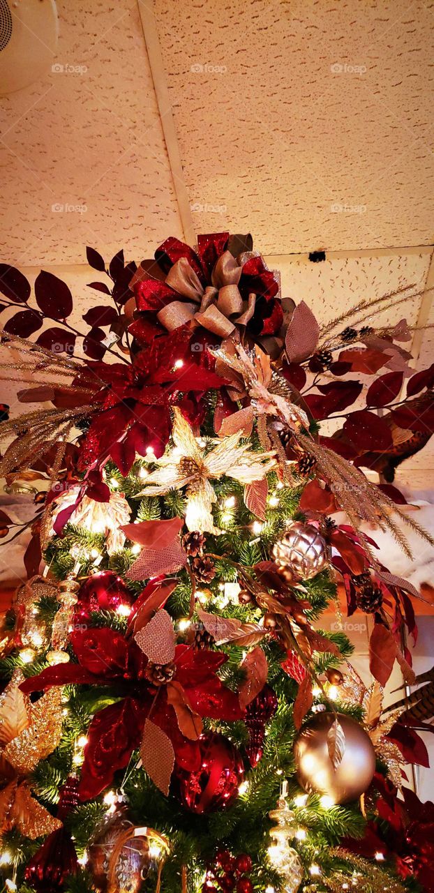 Point Ceta Christmas tree