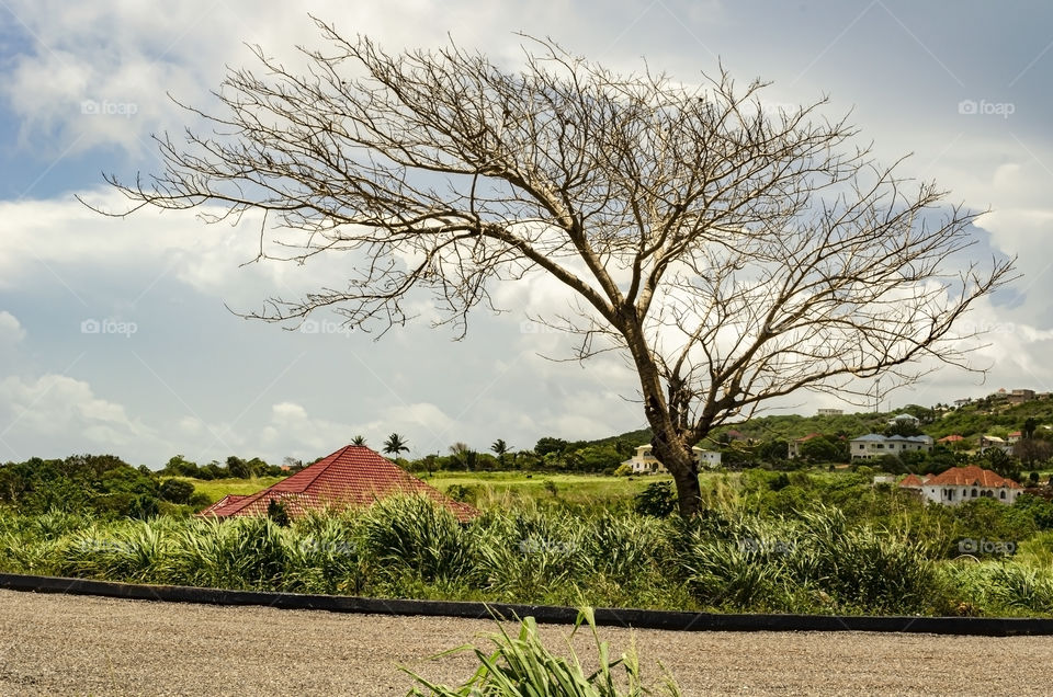Dried Lebeck Tree