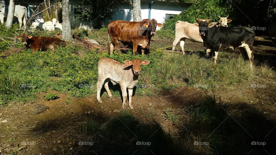 OX, COW, CALF, CATTLE, FLOCK, PASTURE, NATUR, MILJØ.